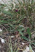 David Plant Photography - Wildlife Photography - Round-headed leek - C