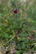 David Plant Photography - Wildlife Photography - Round-headed leek - D