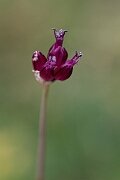 David Plant Photography - Wildlife Photography - Round-headed leek - E