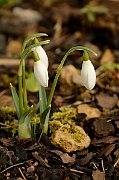 David Plant Photography - Wildlife Photography - Snowdrop - A