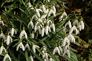 David Plant Photography - Wildlife Photography - Snowdrop - D