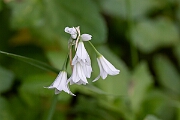 David Plant Photography - Wildlife Photography - Three-cornered leek - A