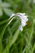 David Plant Photography - Wildlife Photography - Three-cornered leek - B