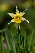 David Plant Photography - Wildlife Photography - Wild daffodil - E
