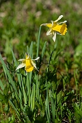 David Plant Photography - Wildlife Photography - Wild daffodil - F