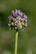 David Plant Photography - Wildlife Photography - Wild leek - A