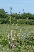 David Plant Photography - Wildlife Photography - Wild leek - C