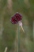 David Plant Photography - Wildlife Photography - Wild onion - B