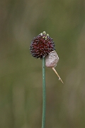 David Plant Photography - Wildlife Photography - Wild onion - C