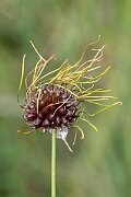David Plant Photography - Wildlife Photography - Wild onion - D