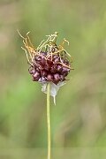 David Plant Photography - Wildlife Photography - Wild onion - E