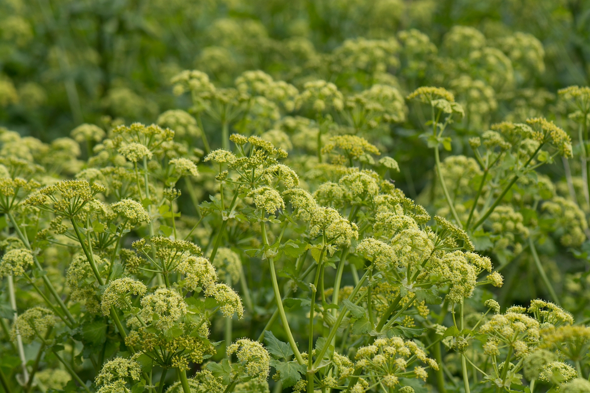 David Plant Photography - Wildlife Photography - Alexanders - C.jpg - Alexanders - Kent