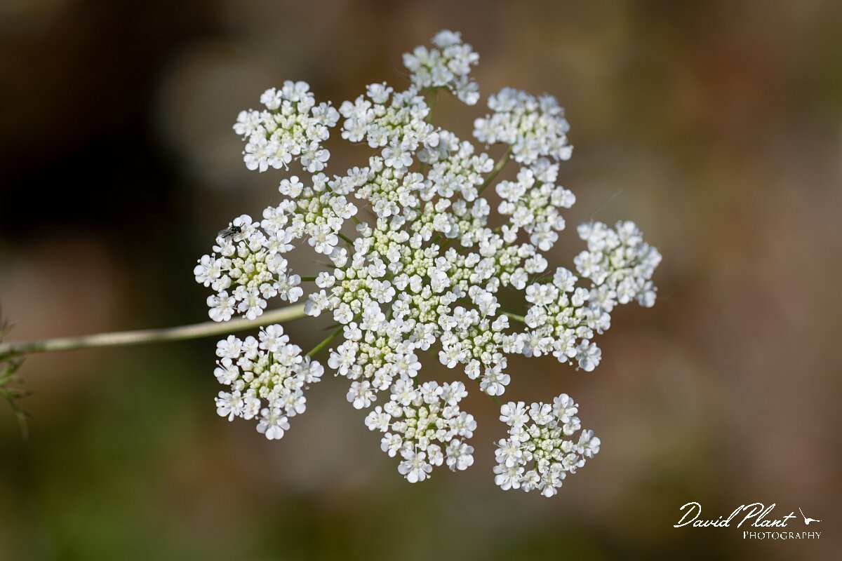 David Plant Photography - Wildlife Photography - Bullwort - B.jpg - Bullwort, Ammi majus, umbel - Gloucestershire