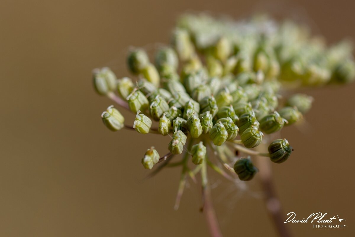 David Plant Photography - Wildlife Photography - Bullwort - C.jpg - Bullwort, Ammi majus, seeds - Gloucestershire