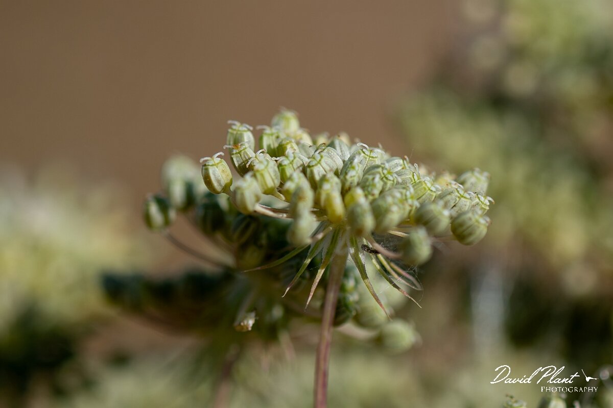 David Plant Photography - Wildlife Photography - Bullwort - D.jpg - Bullwort, Ammi majus, seeds - Gloucestershire