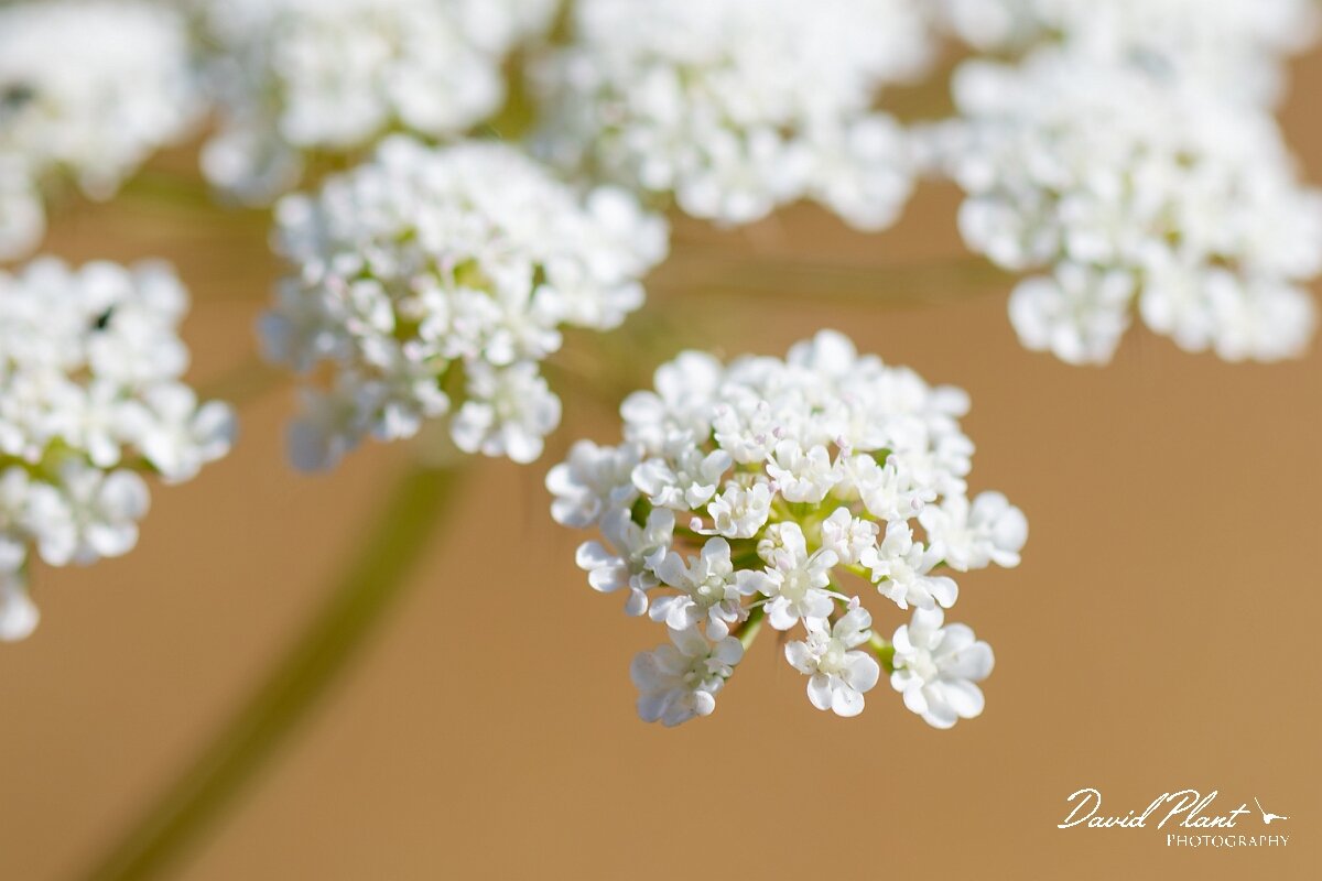 David Plant Photography - Wildlife Photography - Bullwort - F.jpg - Bullwort, Ammi majus, flowers - Gloucestershire