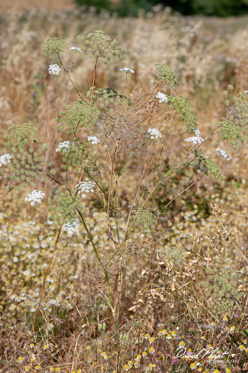 David Plant Photography - Wildlife Photography - Bullwort - H.jpg - Bullwort, Ammi majus, plant - Gloucestershire