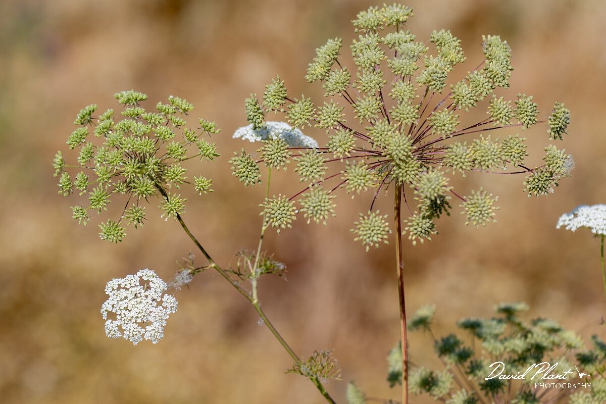 David Plant Photography - Wildlife Photography - Bullwort - I.jpg - Bullwort, Ammi majus, umbels - Gloucestershire
