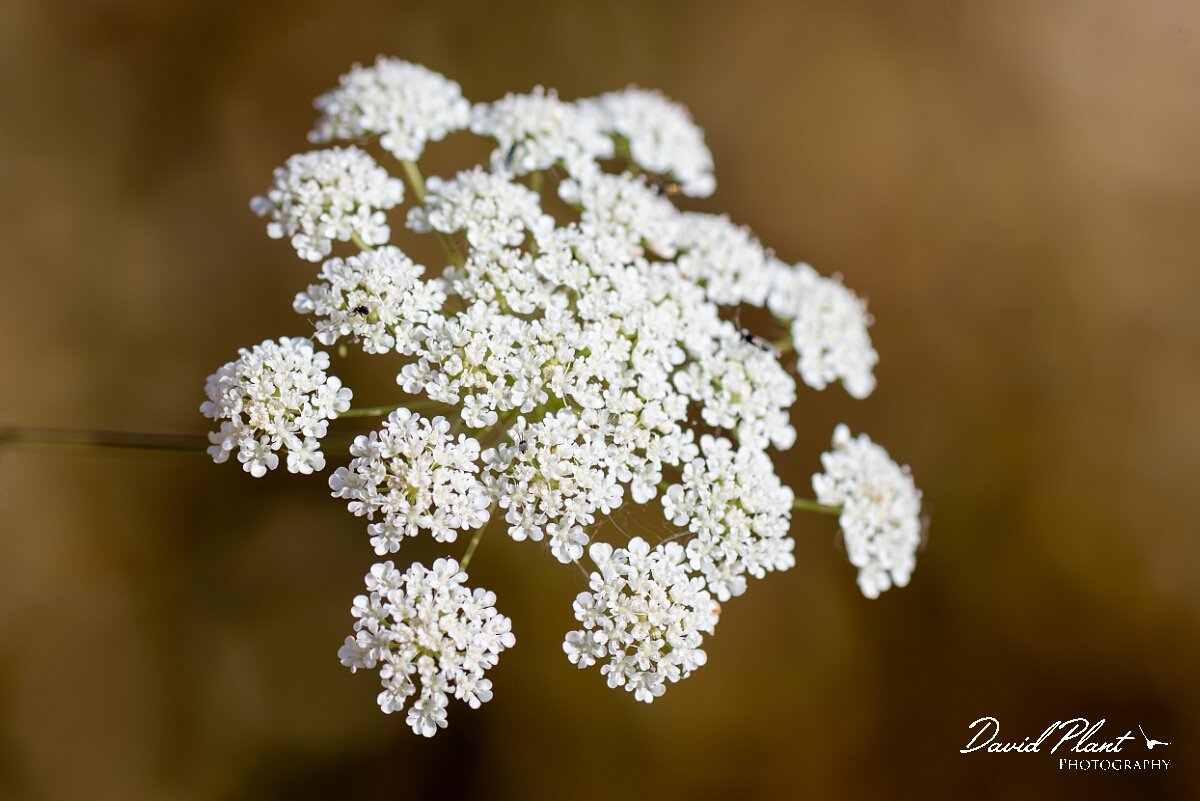 David Plant Photography - Wildlife Photography - Bullwort - K.jpg - Bullwort, Ammi majus, umbel - Gloucestershire