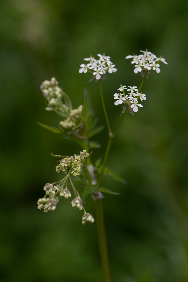 David Plant Photography - Wildlife Photography - Cow parsley - D.JPG - Cow parsley - Cotswolds