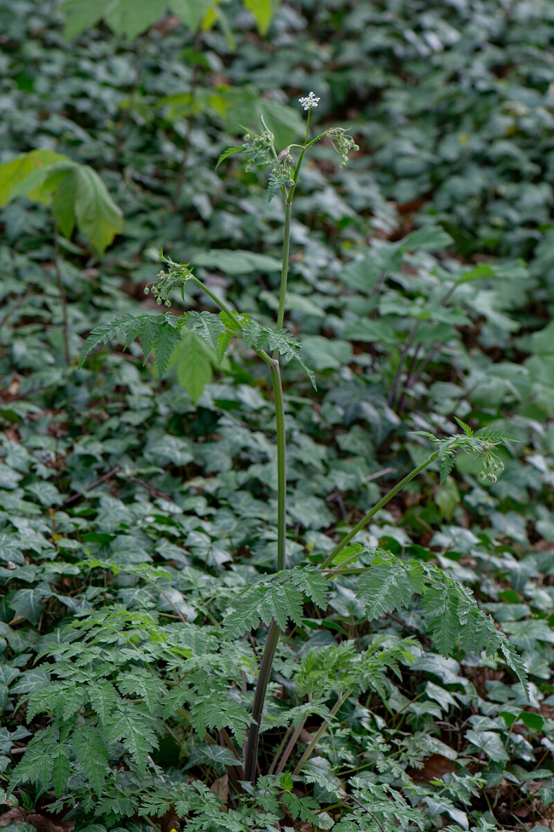 David Plant Photography - Wildlife Photography - Cow parsley - F.jpg - Cow parsley - Gloucestershire
