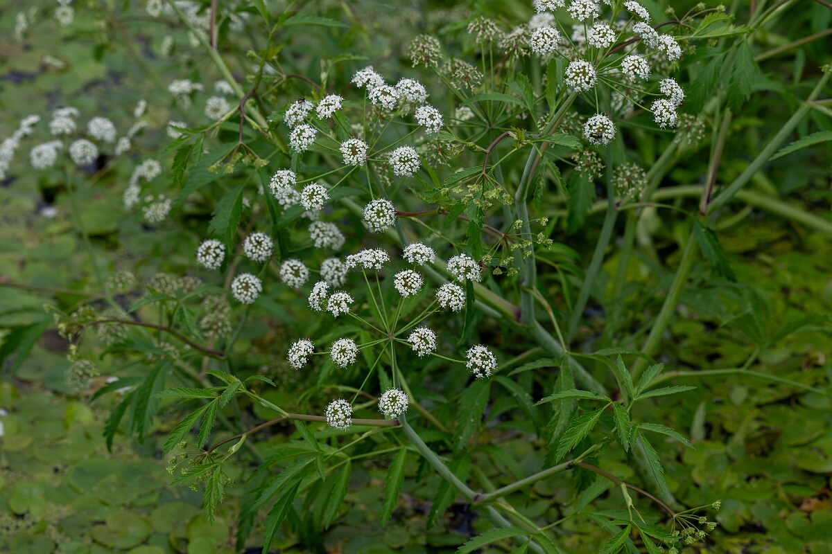 David Plant Photography - Wildlife Photography - Cowbane - F.jpg - Cowbane - Norfolk