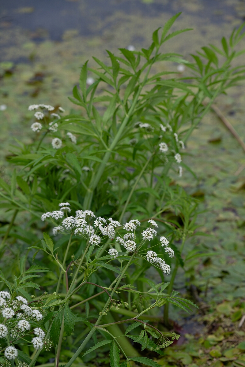 David Plant Photography - Wildlife Photography - Cowbane - G.jpg - Cowbane - Norfolk