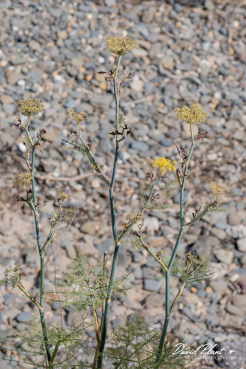 David Plant Photography - Wildlife Photography - Fennel - A.jpg - Fennel, Foeniculum vulgare - Devon
