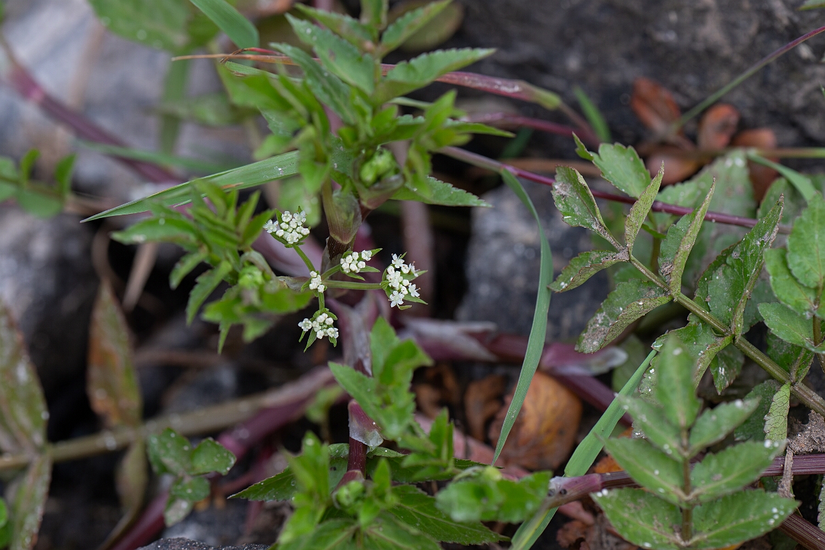 David Plant Photography - Wildlife Photography - Fool's watercress - D.jpg - Fool's watercress - Cornwall