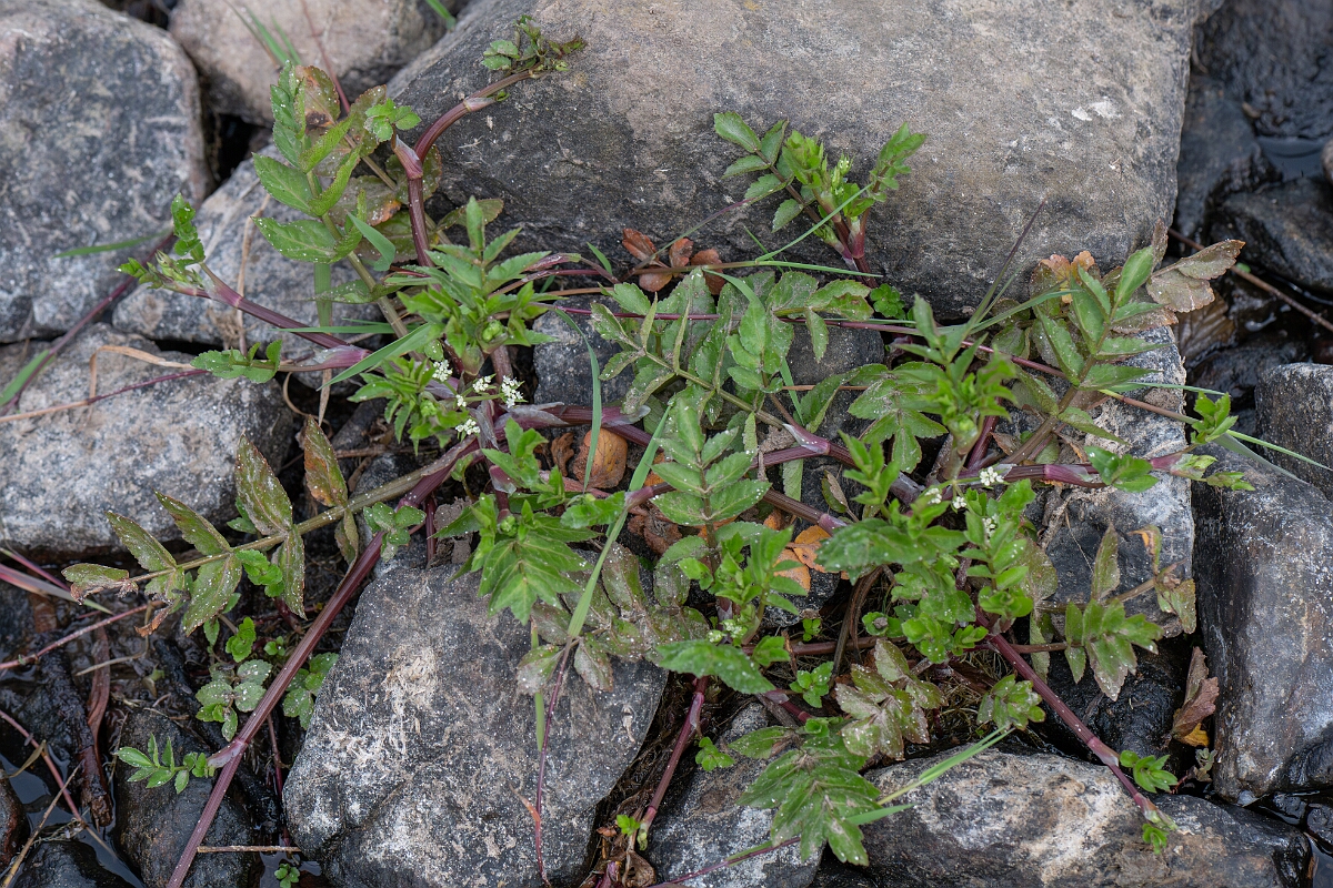 David Plant Photography - Wildlife Photography - Fool's watercress - E.jpg - Fool's watercress - Cornwall