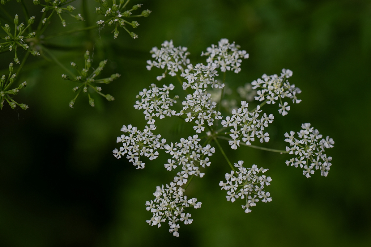 David Plant Photography - Wildlife Photography - Hemlock - F.jpg - Hemlock - Cambridgeshire