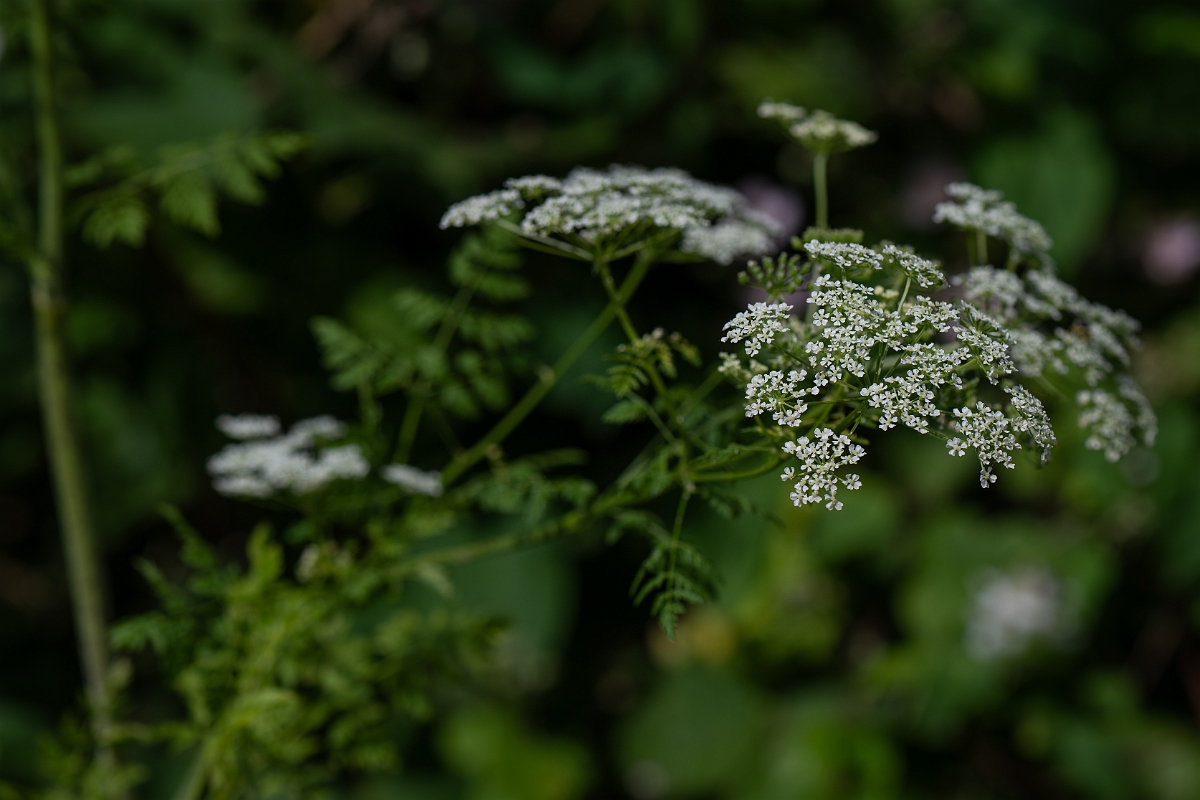 David Plant Photography - Wildlife Photography - Hemlock - H.jpg - Hemlock - Cambridgeshire