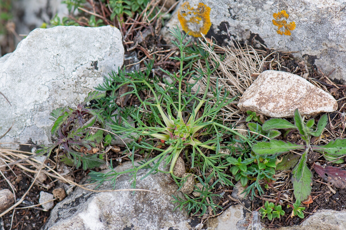 David Plant Photography - Wildlife Photography - Honewort - E.jpg - Honewort, plant - Avon