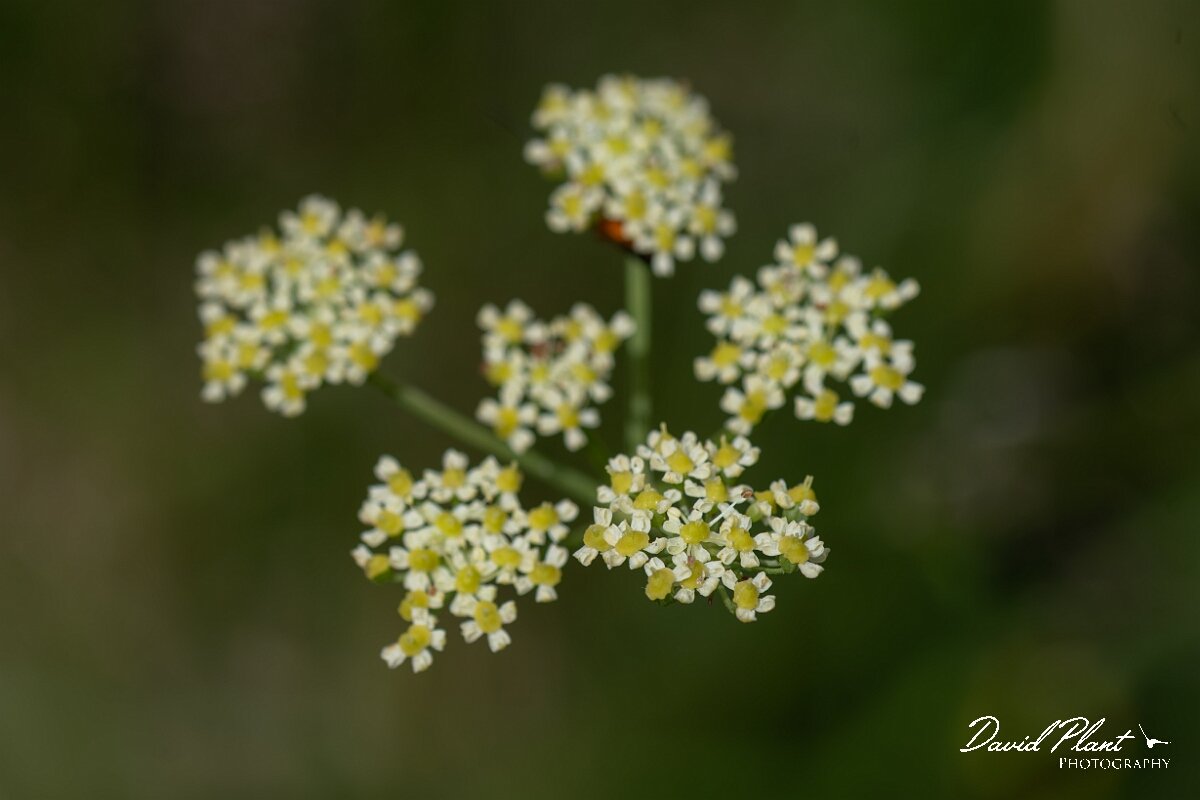 David Plant Photography - Wildlife Photography - Pepper-saxifrage - D.jpg - Pepper saxifrage, Silaum silaus, umbel - Gloucestershire