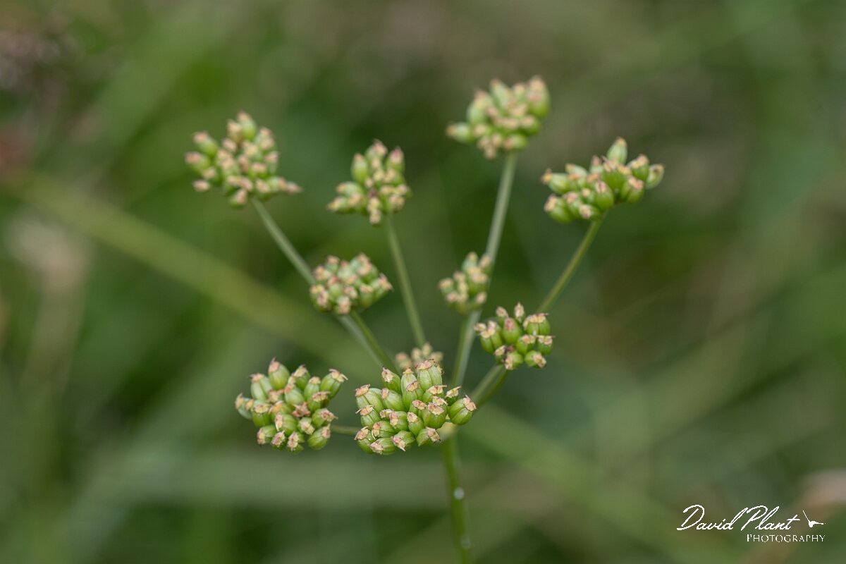 David Plant Photography - Wildlife Photography - Pepper-saxifrage - E.jpg - Pepper saxifrage, Silaum silaus, umbel - Gloucestershire