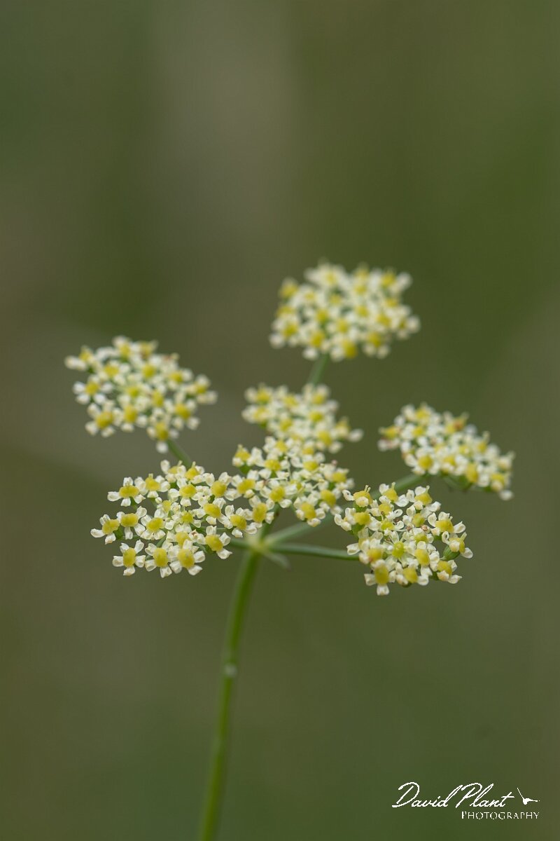 David Plant Photography - Wildlife Photography - Pepper-saxifrage - F.jpg - Pepper saxifrage, Silaum silaus, umbel - Gloucestershire