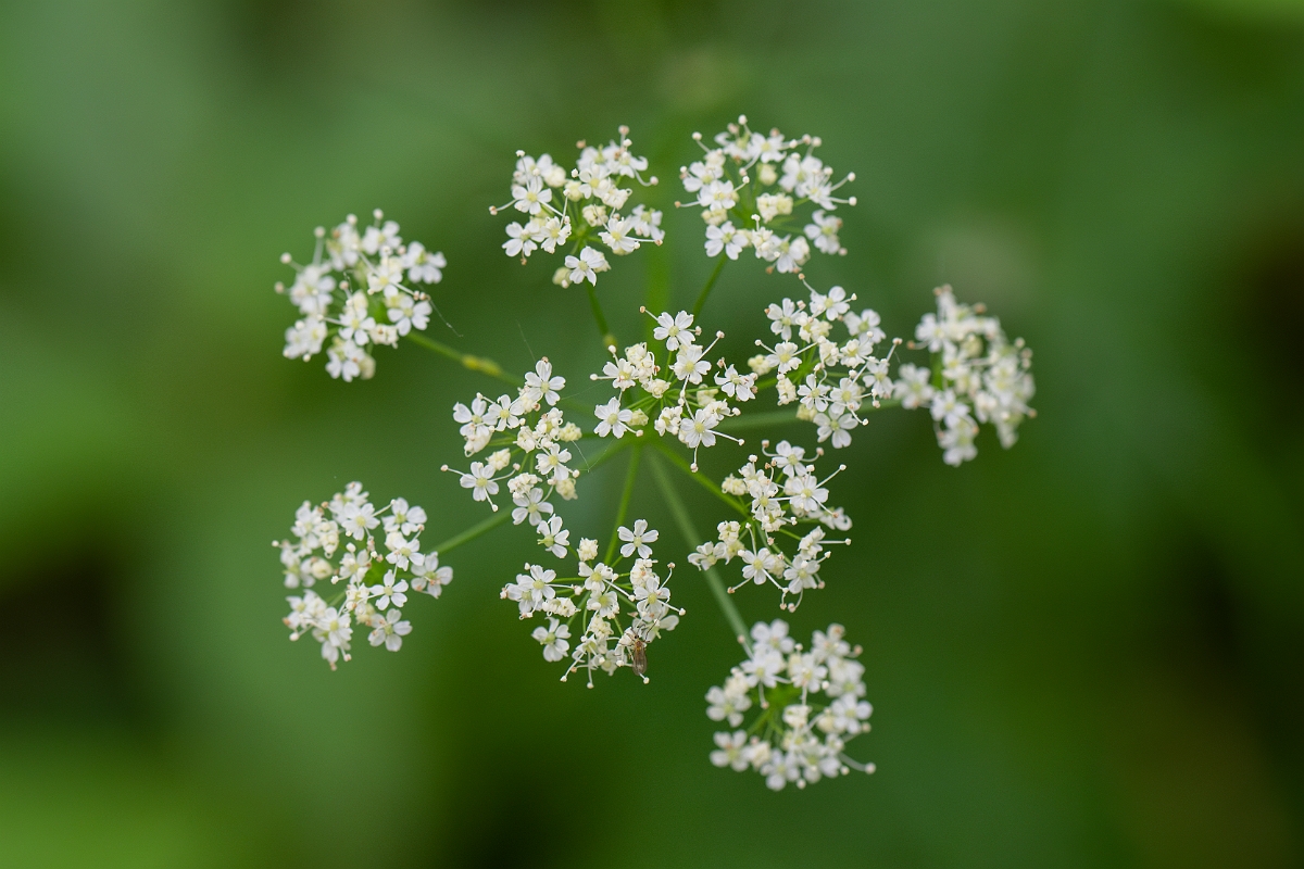 David Plant Photography - Wildlife Photography - Pignut - F.JPG - Pignut - Cambridgeshire