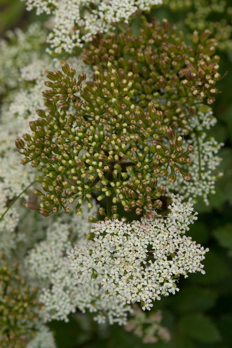 David Plant Photography - Wildlife Photography - Scot's lovage - C.jpg - Scot's lovage flower head - Caithness