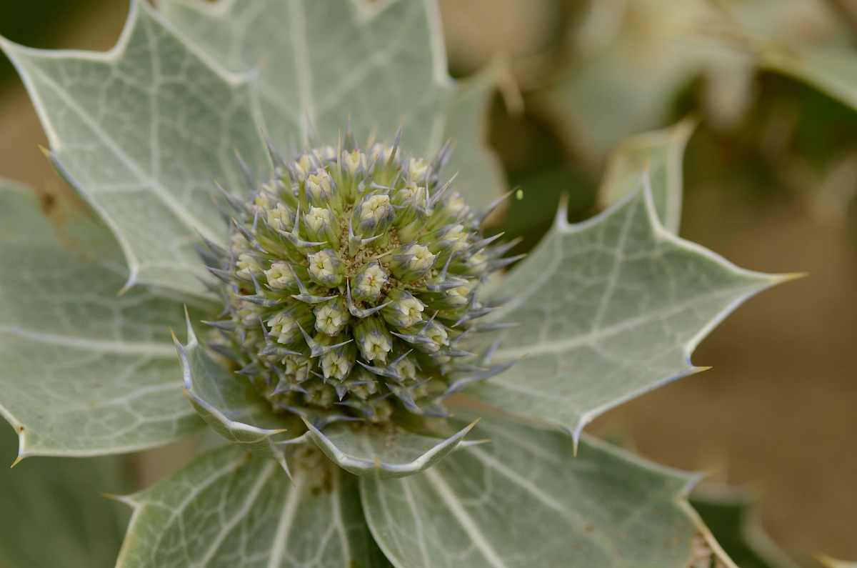 David Plant Photography - Wildlife Photography - Sea holly - A.jpg - Sea holly flower - Bridgend