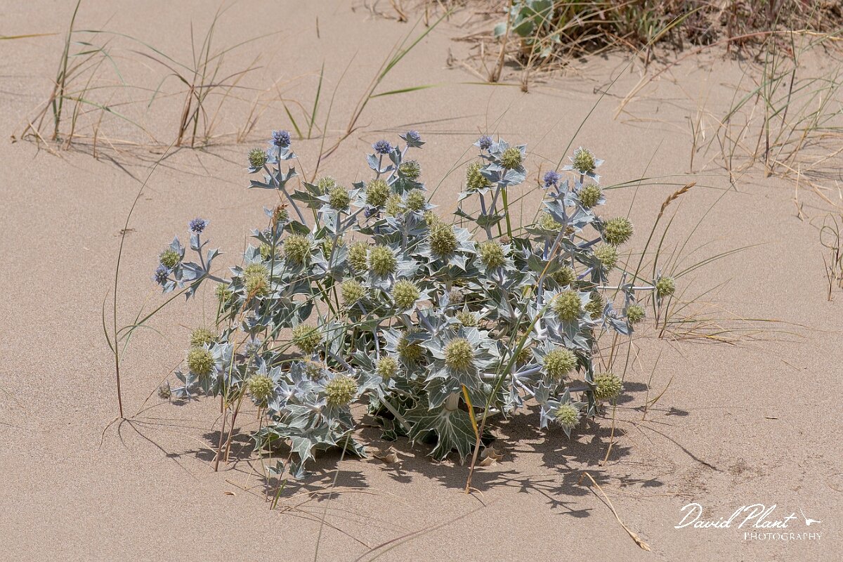 David Plant Photography - Wildlife Photography - Sea holly - H.jpg - Sea holly, Eryngium maritimum - Devon