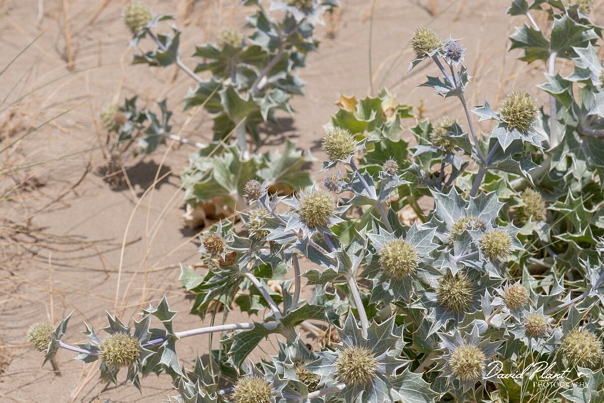 David Plant Photography - Wildlife Photography - Sea holly - I.jpg - Sea holly, Eryngium maritimum - Devon