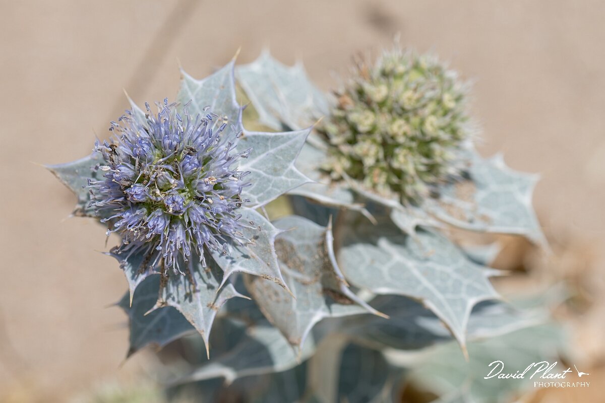 David Plant Photography - Wildlife Photography - Sea holly - J.jpg - Sea holly, Eryngium maritimum - Devon