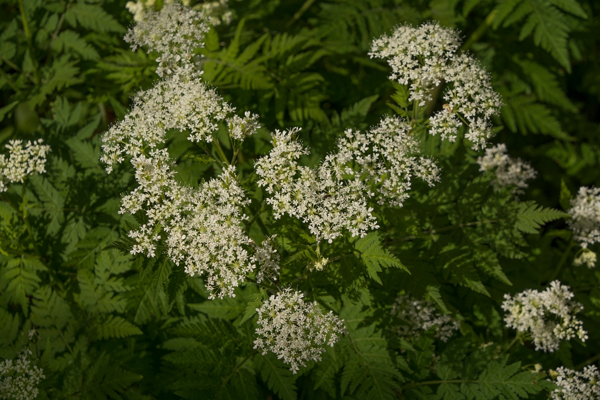 David Plant Photography - Wildlife Photography - Sweet cicely - C.jpg - Sweet cicely - Aberdeenshire