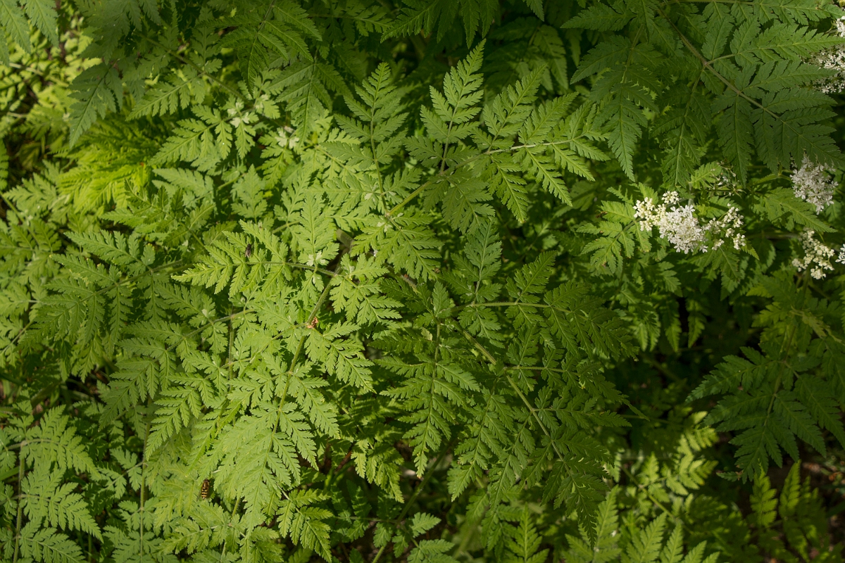 David Plant Photography - Wildlife Photography - Sweet cicely - D.jpg - Sweet cicely - Aberdeenshire
