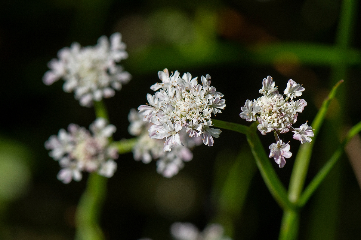 David Plant Photography - Wildlife Photography - Tubular water-dropwort - D.JPG - Tubular water-dropwort- Norfolk