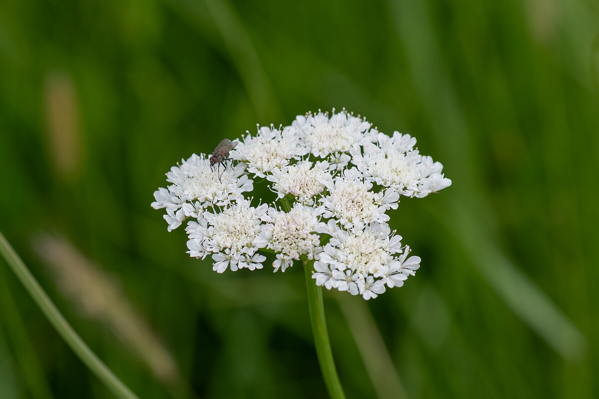 David Plant Photography - Wildlife Photography - Tubular water-dropwort - I.jpg - Tubular water-dropwort, Oenanthe fistulosa, flower - Gloucestershire
