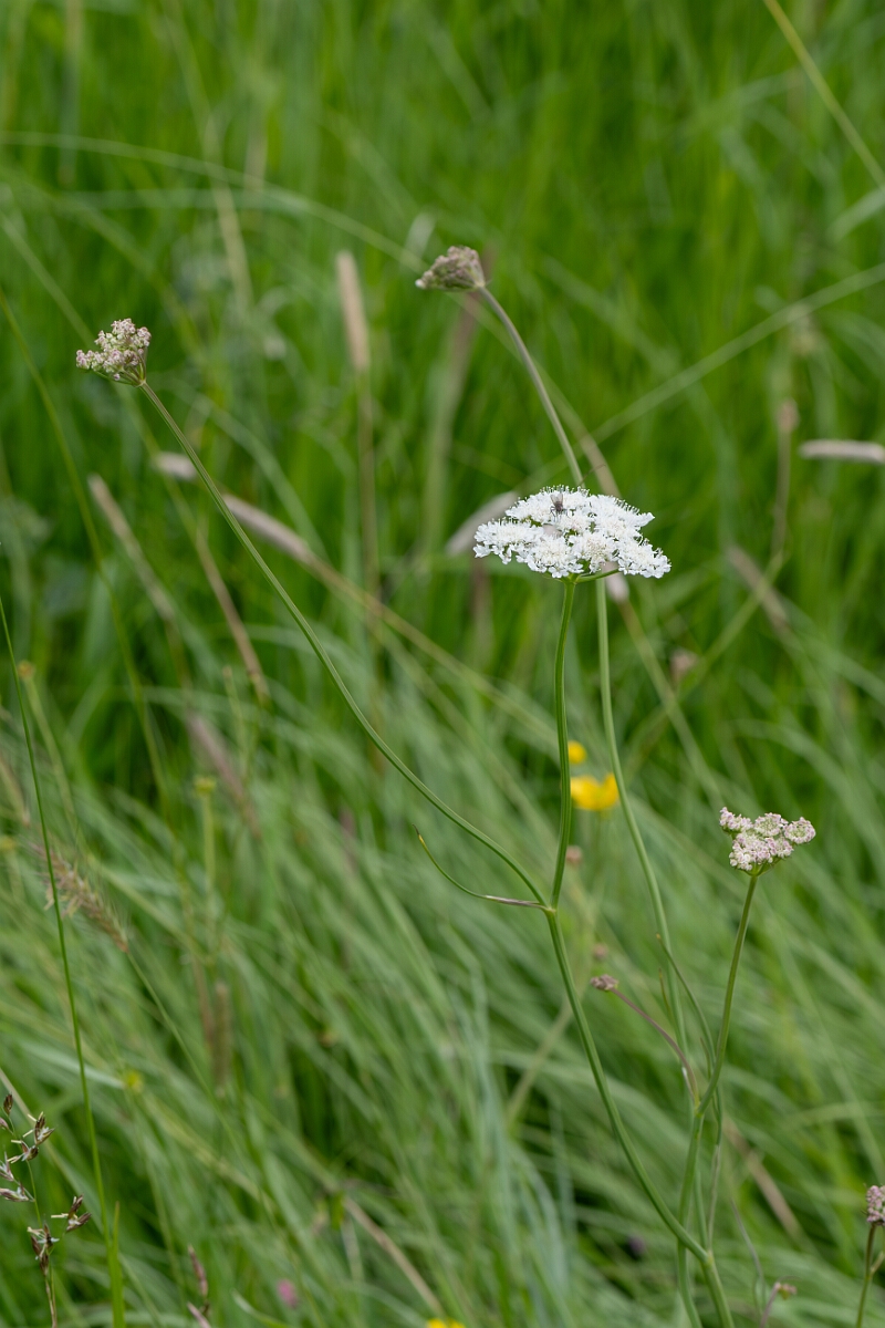 David Plant Photography - Wildlife Photography - Tubular water-dropwort - J.jpg - Tubular water-dropwort, Oenanthe fistulosa, plant - Gloucestershire