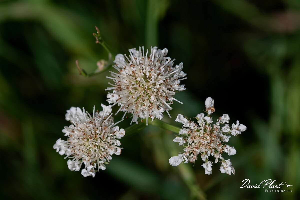 David Plant Photography - Wildlife Photography - Tubular water-dropwort - K.jpg - Tubular water-dropwort, Oenanthe fistulosa, umbels - Gloucestershire