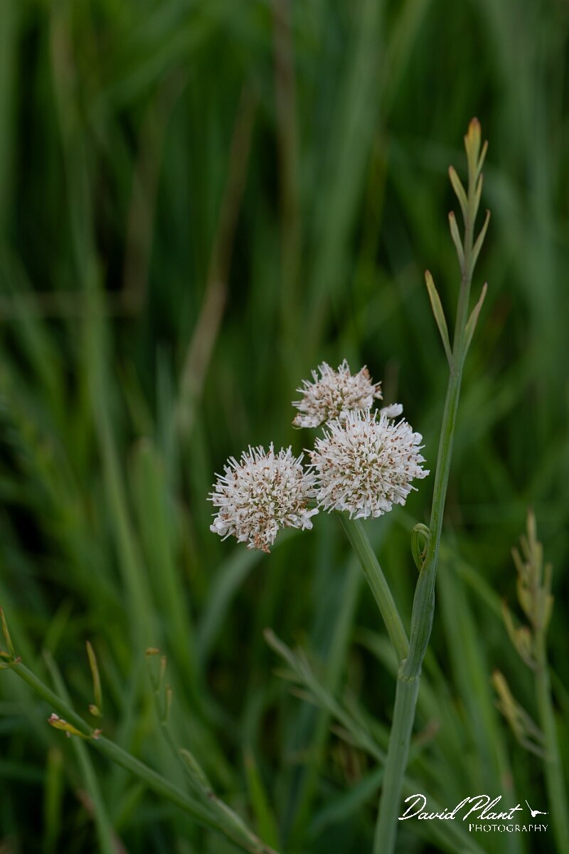 David Plant Photography - Wildlife Photography - Tubular water-dropwort - L.jpg - Tubular water-dropwort, Oenanthe fistulosa, plant - Gloucestershire