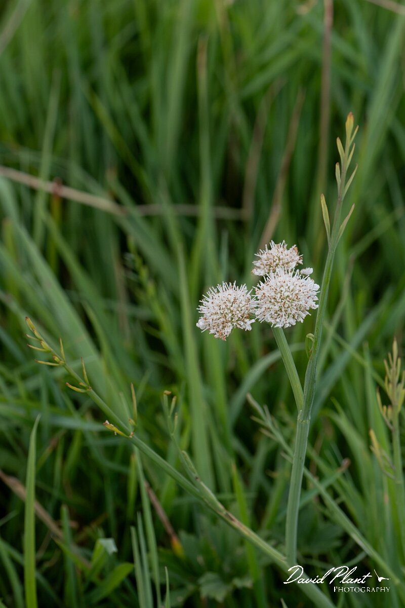 David Plant Photography - Wildlife Photography - Tubular water-dropwort - M.jpg - Tubular water-dropwort, Oenanthe fistulosa, plant - Gloucestershire